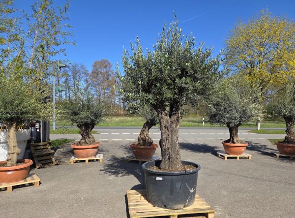 Olivenbaum Hojiblanca  270 cm -  (ca. 90 Jährig) mit verzweigten Stämmen - Nr.103