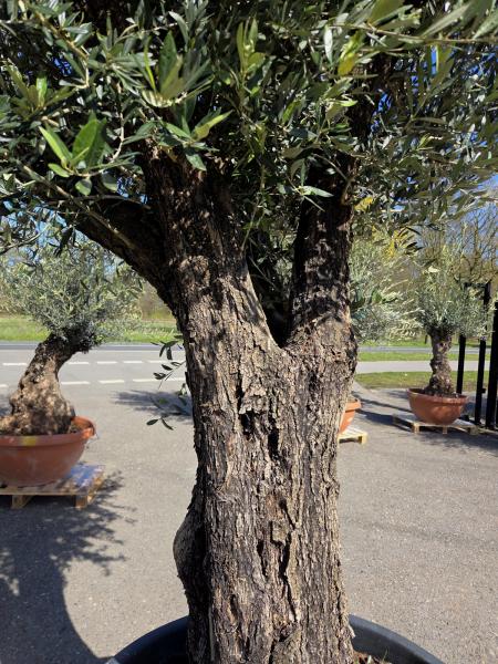 Olivenbaum Hojiblanca  270 cm -  (ca. 90 Jährig) mit verzweigten Stämmen - Nr.103