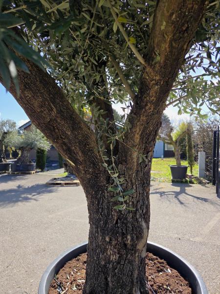 Olivenbaum Hojiblanca  270 cm -  (ca. 90 Jährig) mit verzweigten Stämmen - Nr.103
