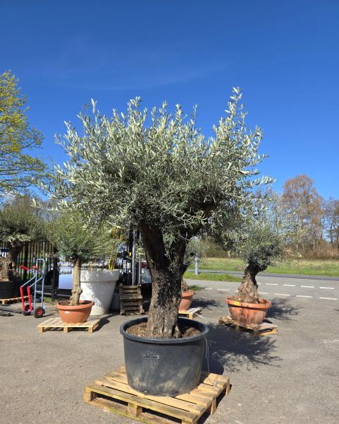 Olivenbaum Hojiblanca  270 cm -  (ca. 90 Jährig) mit verzweigten Stämmen - Nr.103