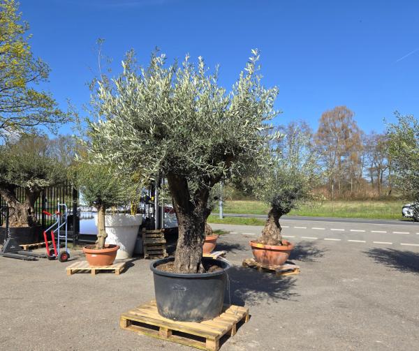 Olivenbaum-Hojiblanca--Nr-103