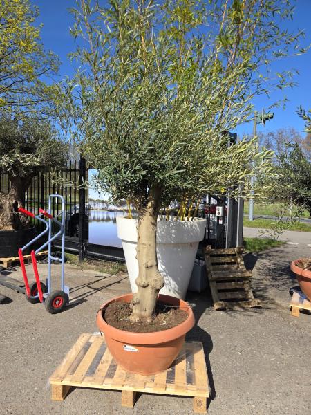 Olivenbaum-Hojiblanca--Nr-104