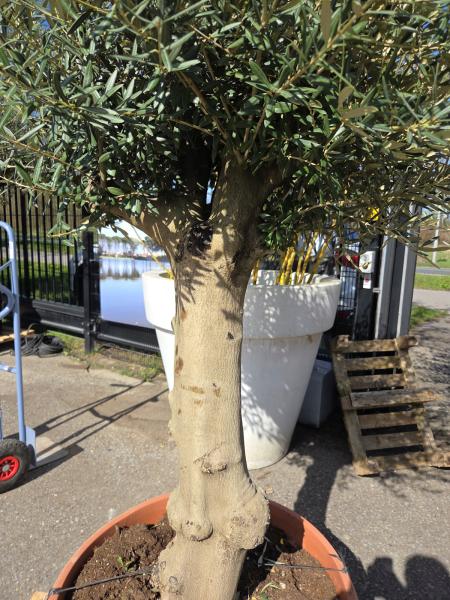 Olivenbaum Hojiblanca  200 cm -  (ca. 50 Jährig) mit kräftigem Stamm - Nr.104