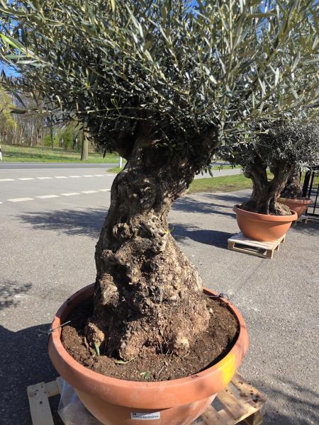 Olivenbaum Hojiblanca  210 cm -  (ca. 140 Jährig) mit sehr dickem knorrigem Stamm - Nr.106