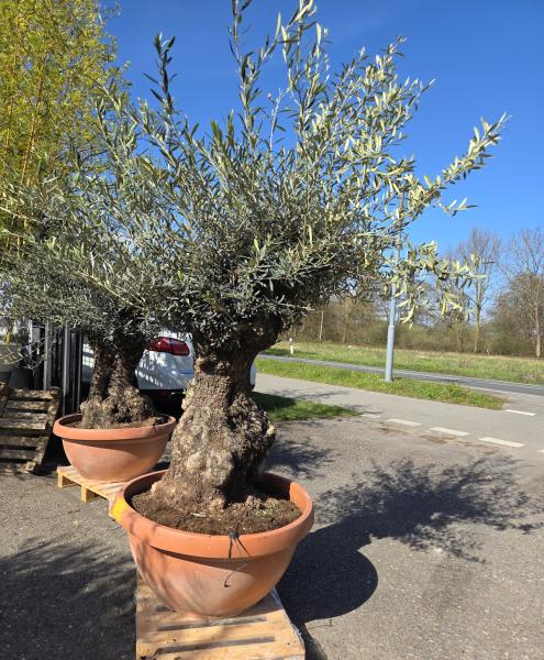 Olivenbaum-Hojiblanca--Nr-106