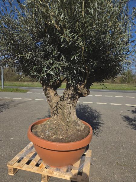 Olivenbaum Hojiblanca  270 cm -  (ca. 100 Jährig) mit Y Stamm - Nr.107