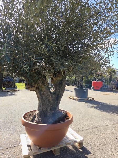 Olivenbaum Hojiblanca  270 cm -  (ca. 100 Jährig) mit Y Stamm - Nr.107