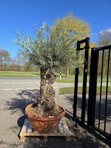 Olivenbaum-Hojiblanca--Nr-108