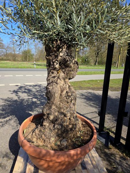 Olivenbaum Hojiblanca  210 cm -  (ca. 120 Jährig) mit sehr dickem knorrigem Stamm - Nr.108