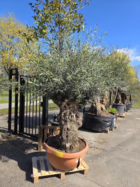 Olivenbaum-Hojiblanca--Nr-109