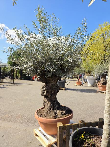 Olivenbaum Hojiblanca  230 cm -  (ca. 110 Jährig) mit sehr dickem knorrigem Stamm - Nr.109