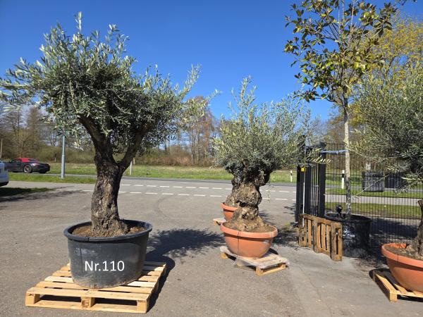 Olivenbaum-Hojiblanca--Nr-110