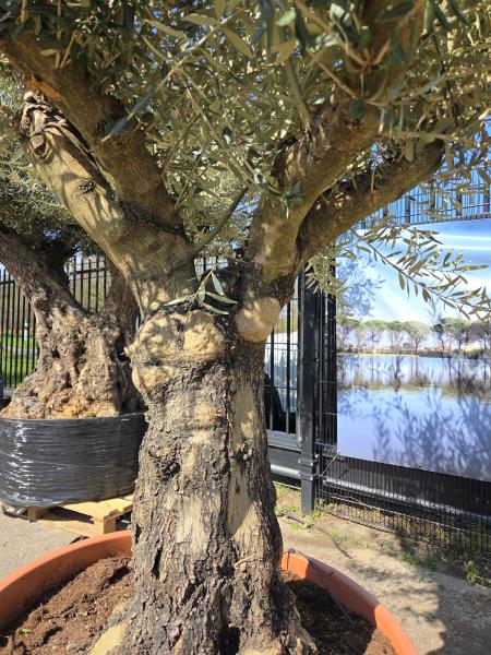 Olivenbaum Hojiblanca  220 cm -  (ca. 90 Jährig) mit dickem knorrigem Stamm - Nr.111