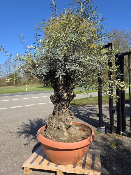 Olivenbaum-Hojiblanca--Nr-112