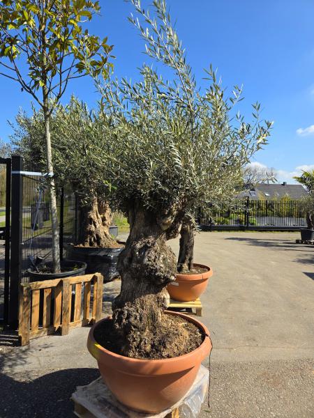 Olivenbaum-Hojiblanca--Nr-113