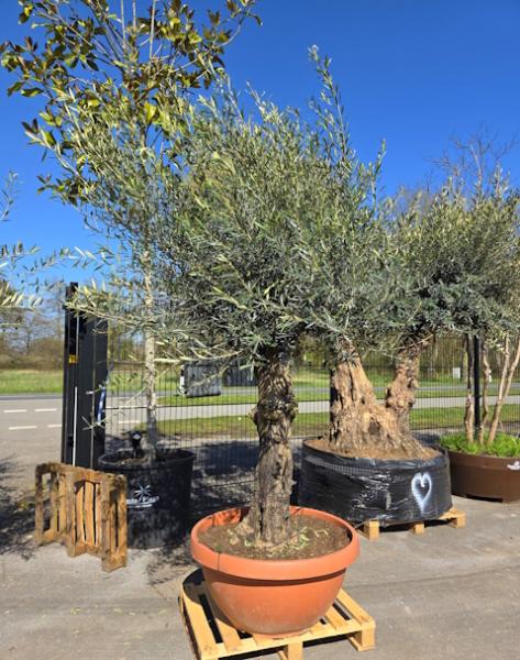 Olivenbaum-Hojiblanca--Nr-114
