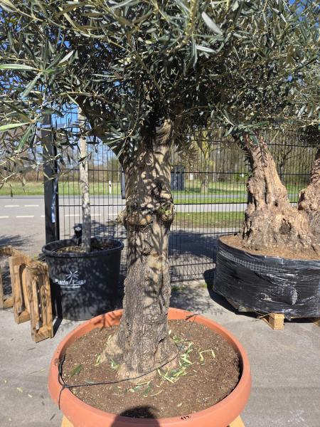 Olivenbaum Hojiblanca  240 cm -  (ca. 60 Jährig) mit dickem knorrigem Stamm - Nr.114
