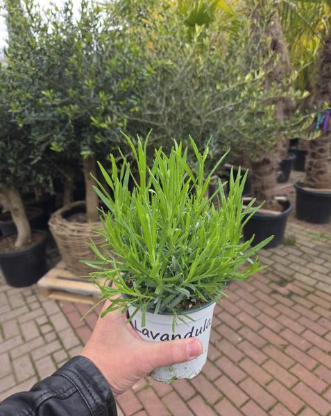 Lavendel Edelweiß Topf 14cm