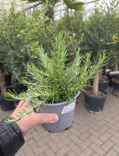 hängender Rosmarin ´Prostratus´