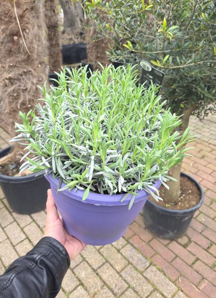 Lavendel x intermedia