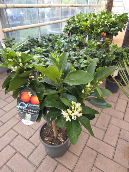Orangenbäumchen Sinensis stark blühend 80 cm.