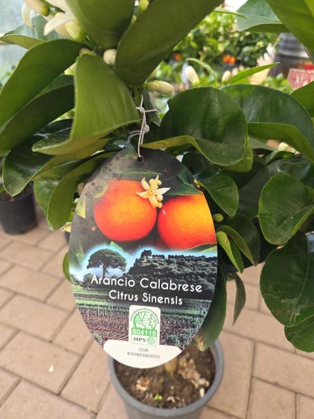 Orangenbäumchen Sinensis stark blühend 80 cm.