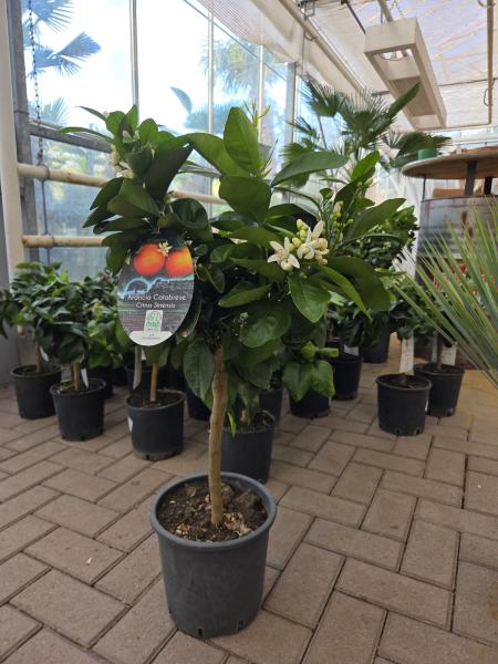 Orangenbäumchen Sinensis stark blühend 80 cm.