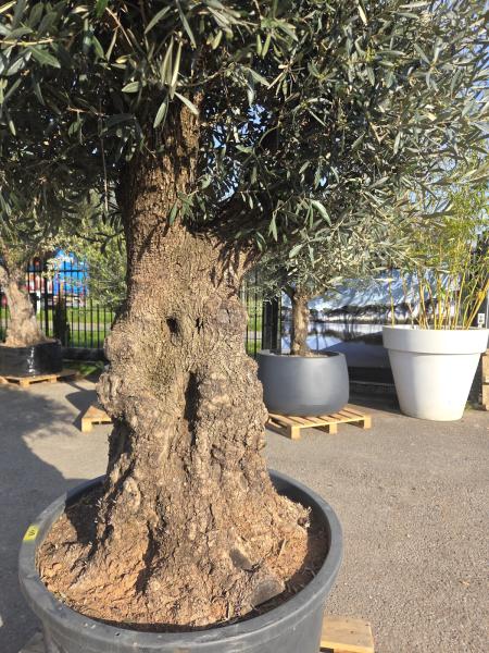 Olivenbaum Hojiblanca  250 cm -  (ca. 170 Jährig) mit sehr dickem knorrigem Stamm - Nr.118