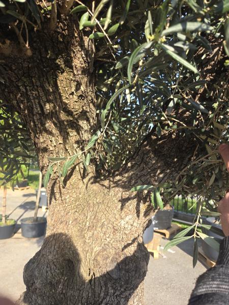 Olivenbaum Hojiblanca  250 cm -  (ca. 170 Jährig) mit sehr dickem knorrigem Stamm - Nr.118