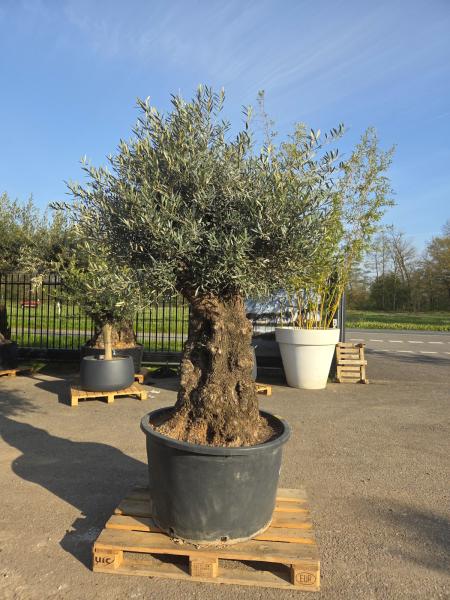 Olivenbaum Hojiblanca  250 cm -  (ca. 170 Jährig) mit sehr dickem knorrigem Stamm - Nr.118