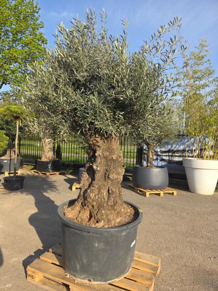 Olivenbaum Hojiblanca  250 cm -  (ca. 170 Jährig) mit sehr dickem knorrigem Stamm - Nr.118