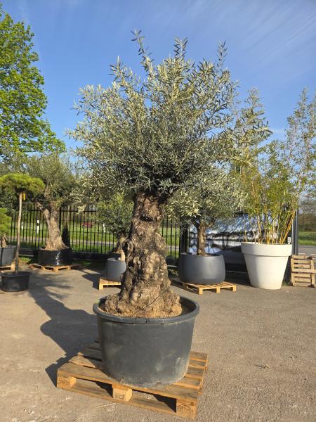 Olivenbaum-Hojiblanca--Nr-119