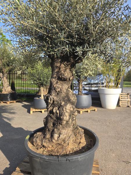 Olivenbaum Hojiblanca  270 cm -  (ca. 150 Jährig) mit sehr dickem knorrigem Stamm - Nr.119