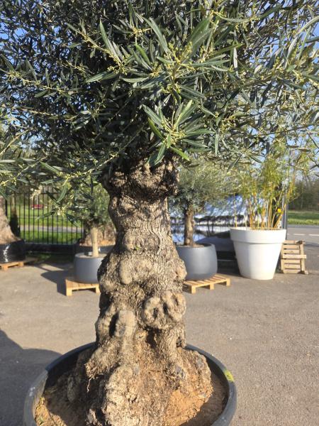 Olivenbaum Hojiblanca  270 cm -  (ca. 150 Jährig) mit sehr dickem knorrigem Stamm - Nr.119