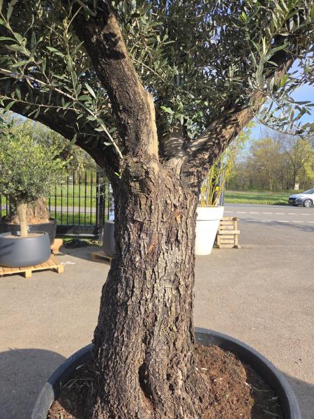 Olivenbaum Hojiblanca  260 cm -  (ca. 100 Jährig) mit schöne verzweigten Stämmen - Nr.120