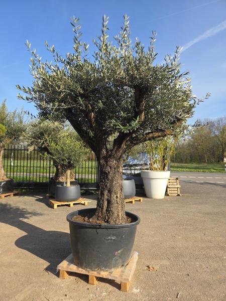 Olivenbaum-Hojiblanca--Nr-120