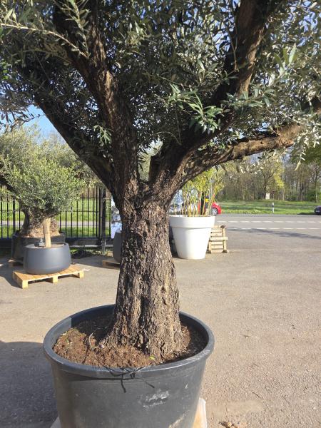 Olivenbaum Hojiblanca  260 cm -  (ca. 100 Jährig) mit schöne verzweigten Stämmen - Nr.120
