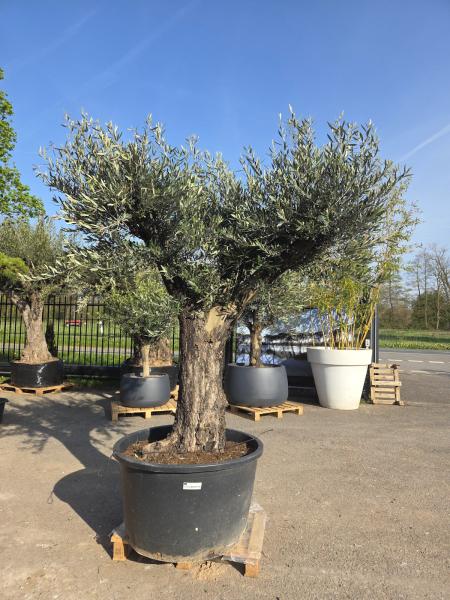 Olivenbaum Hojiblanca  260 cm -  (ca. 100 Jährig) mit schöne verzweigten Stämmen - Nr.121