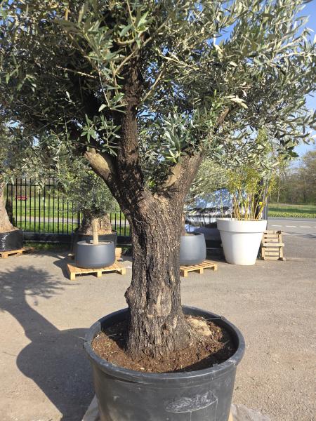 Olivenbaum Hojiblanca  260 cm -  (ca. 100 Jährig) mit schöne verzweigten Stämmen - Nr.121