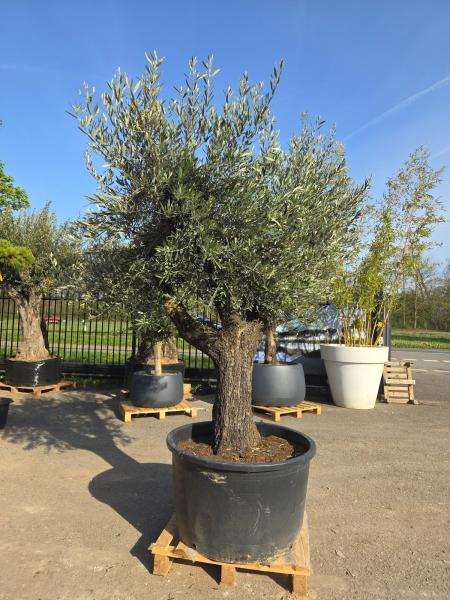 Olivenbaum-Hojiblanca--Nr-122