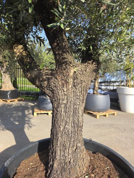 Olivenbaum Hojiblanca  260 cm -  (ca. 100 Jährig) mit schöne verzweigten Stämmen - Nr.122