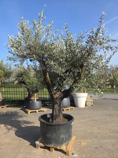 Olivenbaum Hojiblanca  260 cm -  (ca. 100 Jährig) mit schöne verzweigten Stämmen - Nr.122