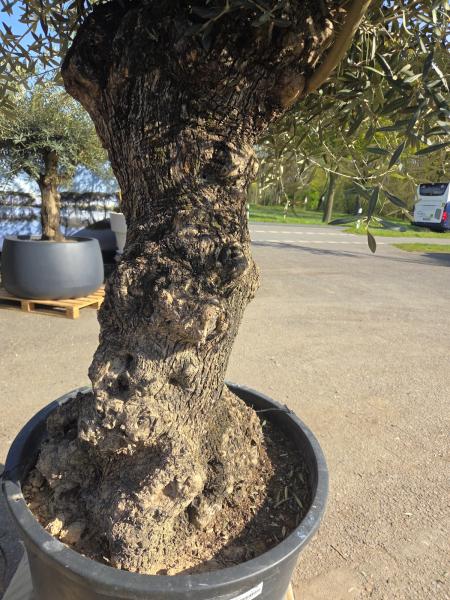 Olivenbaum Hojiblanca  240 cm -  (ca. 150 Jährig) mit sehr dickem knorrigem Stamm - Nr.124