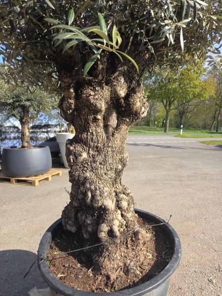 Olivenbaum Hojiblanca  240 cm -  (ca. 150 Jährig) mit sehr dickem knorrigem Stamm - Nr.125