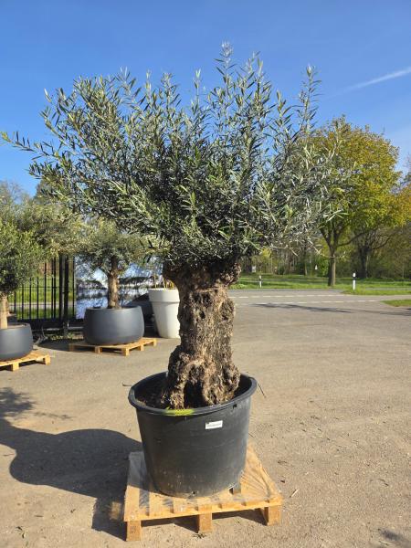 Olivenbaum Hojiblanca  240 cm -  (ca. 150 Jährig) mit sehr dickem knorrigem Stamm - Nr.125
