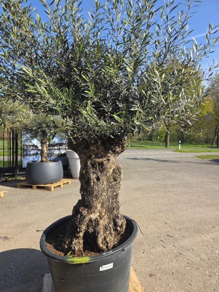 Olivenbaum Hojiblanca  240 cm -  (ca. 150 Jährig) mit sehr dickem knorrigem Stamm - Nr.125