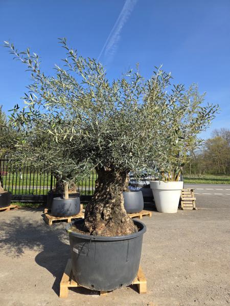 Olivenbaum-Hojiblanca--Nr-126