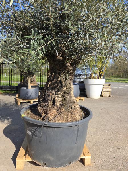 Olivenbaum Hojiblanca  230 cm -  (+180 Jährig) mit sehr sehr dickem knorrigem Stamm - Nr.126