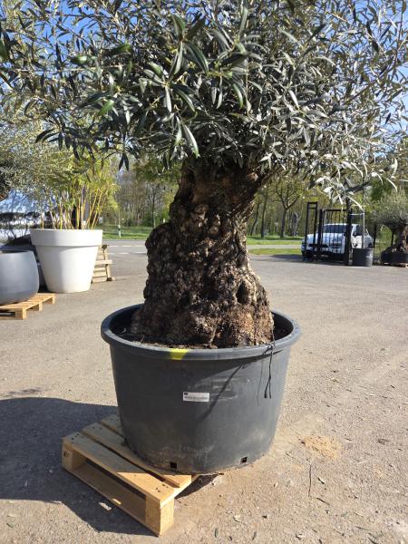 Olivenbaum Hojiblanca  230 cm -  (+180 Jährig) mit sehr sehr dickem knorrigem Stamm - Nr.126