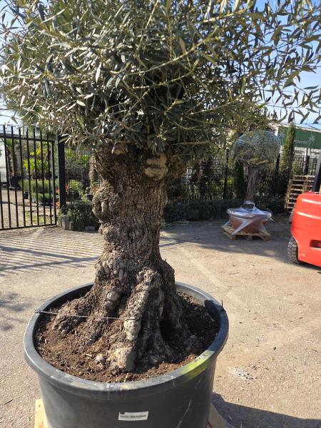 Olivenbaum Hojiblanca  230 cm -  (ca. 150 Jährig) mit sehr dickem knorrigem Stamm - Nr.127